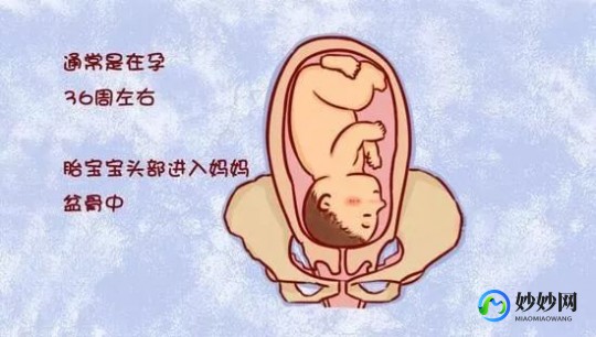 rsp是什么意思,胎位RSP是什么位置？了解这个对宝宝发育很重要