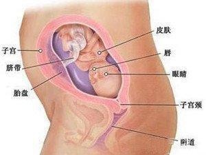 五个月的胎儿图,孕5个月宝宝在哪个位置示意图