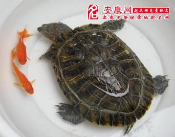 梦见别人吃鱼,梦见别人吃鱼预示了什么