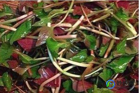 折耳根功效与作用,折耳根的功效与作用