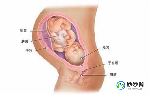 入盆是什么意思,入盆的意思是什么
