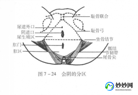 会阴图片,构造图名称