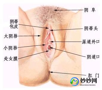 处女膜结构,处女膜图