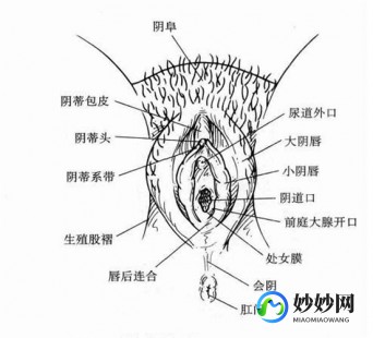 外阴的样子,正常的是什么样的