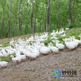 大肠杆菌超标,大肠杆菌超标的危害
