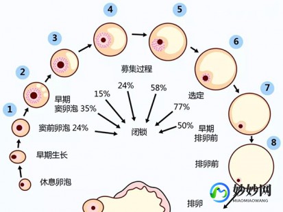 卵泡生长速度,卵泡生长速度对照表分享,发育快慢都有标准