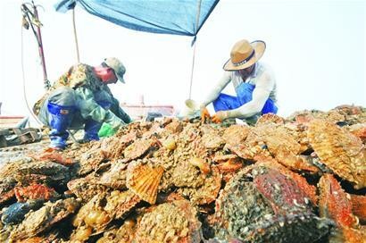 老婆的扇贝张开口了还能吃,扇贝死后还能食用吗？揭秘扇贝死亡与食用安全真相