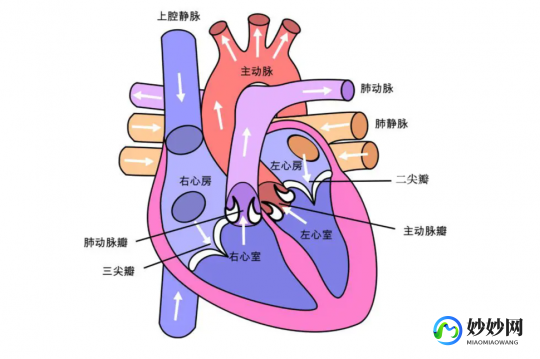 心脏部位,心脏的位置
