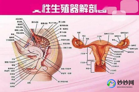 女性阳部,女性生殖系统各部器官的位置