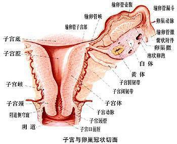 女人的外阴有几种如图,外阴结构图