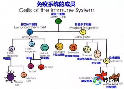 免疫细胞有哪些,免疫细胞是什么细胞