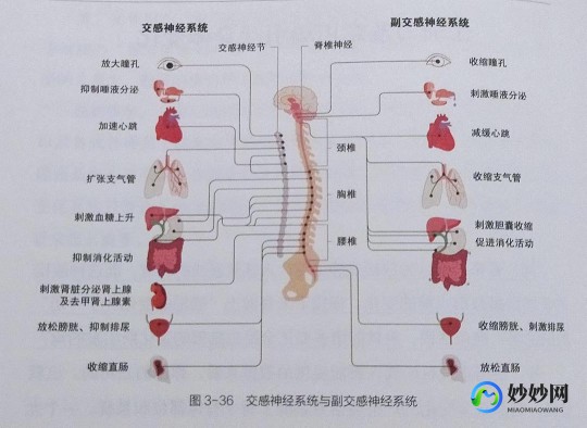 交感神经系统,交感神经系统和副交感神经系统统称什么