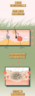 maopian,看“毛片”致不育是怎么回事？