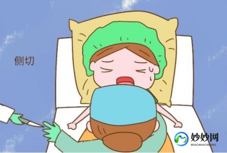 女性生殖器图片,构造图名称