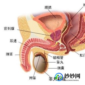 前列腺是干嘛的,前列腺作用