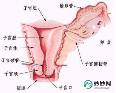 女性生殖外部结构构造,女性生殖系统的结构组成图片