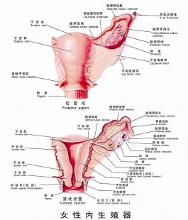女性生殖外部结构构造,女性生殖系统的结构组成图片