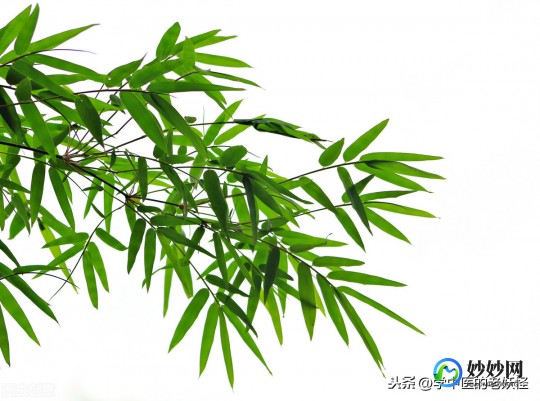 竹叶的功效,竹叶的功效与作用有哪些