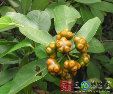 盐巴戟天,巴戟天和盐巴戟天有什么区别