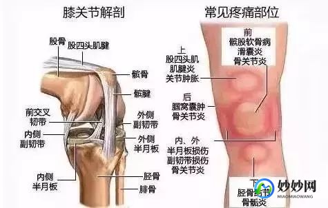 膝盖结构,膝盖组成部分