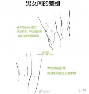 膝盖结构,膝盖组成部分