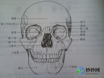 女性人体结构示意图,构造图名称