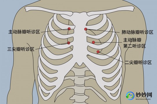 心脏听诊区,心脏听诊区