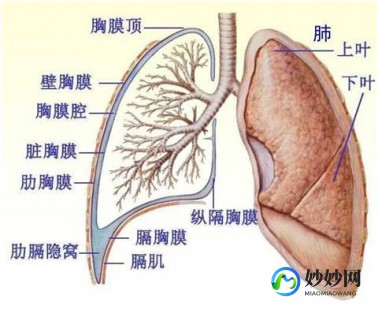 胸积水后能活多久,胸腔积液好了能活多久