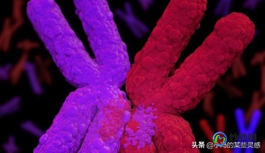 同源染色体,同源染色体的概念