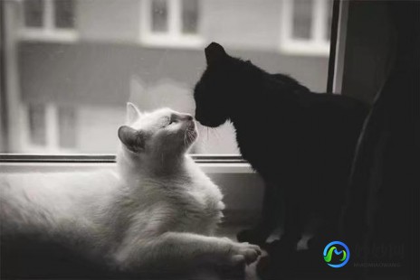 被猫咬千万不要打狂犬疫苗,为什么猫抓了不建议打狂犬疫苗