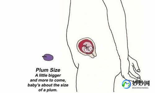 四个月肚子多大,怀孕四个月肚子有多大