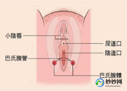 巴氏腺液,巴氏腺液吃了有害吗