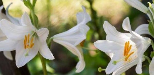 百合花茶,喝百合花茶有什么好处和坏处