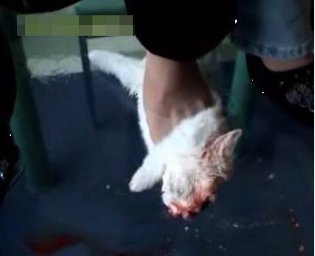 虐兔,剖析虐兔女的心理