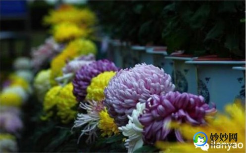 菊花头,什么是菊花头 菊花头有什么功效和药用价值手机版