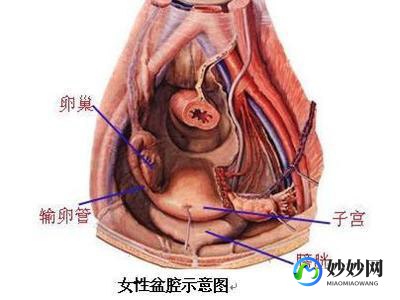 盆腔积液危害,盆腔积液会产生哪些危害