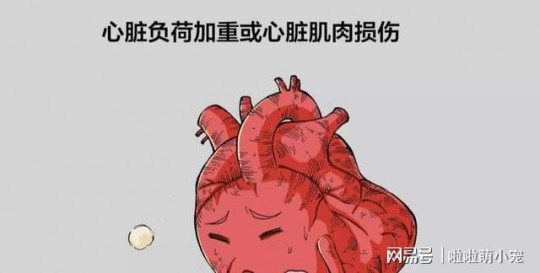 充血性心力衰竭,充血性心力衰竭是什么意思