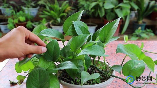 移植后注意事项,移植后应该注意什么