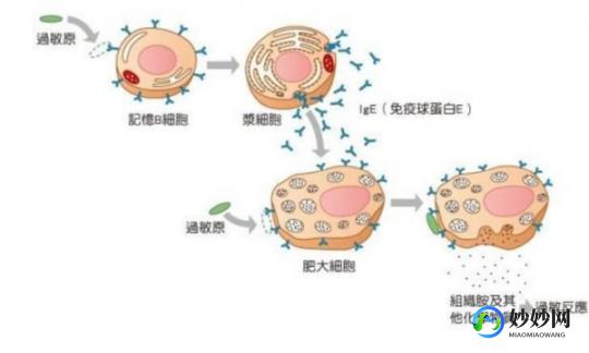 免疫球蛋白m,免疫球蛋白M是什么意思