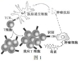 抗原使用方法,抗原的操作方法