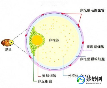 卵泡,卵泡是什么