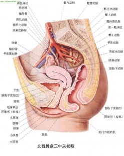 女性下体的图片,构造图名称