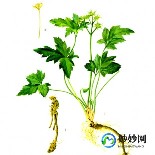 黄莲的作用,黄连有什么作用