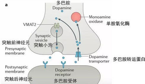 多巴胺受体,多巴胺临床应用是什么