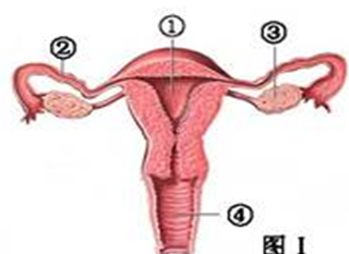 女性生殖系统结构示意如上图请据图回答问题,女性生殖系统的结构组成图片