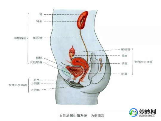 女性生殖系统图示各结构,外阴结构图