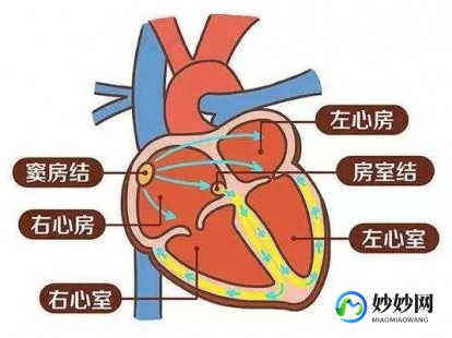 扩心病一般能活多久,扩心病确诊最多活多久