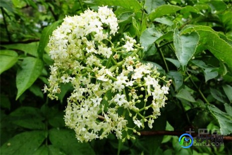 接骨木花,接骨木花的功效与作用是什么