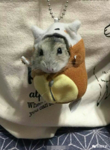 mimimi,MiMiMi动漫