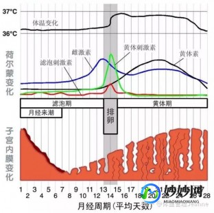 女性生理周期表,月经的周期性变化示意图